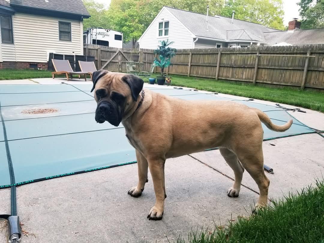 Nadine - VA, a Adoptable Bullmastiff in Luray, VA image 5/5