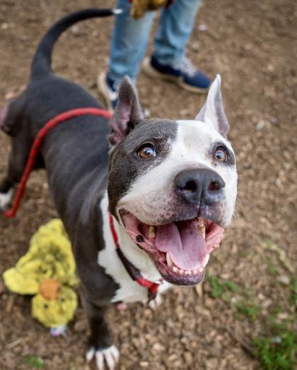 Popcorn — thumbnail 2