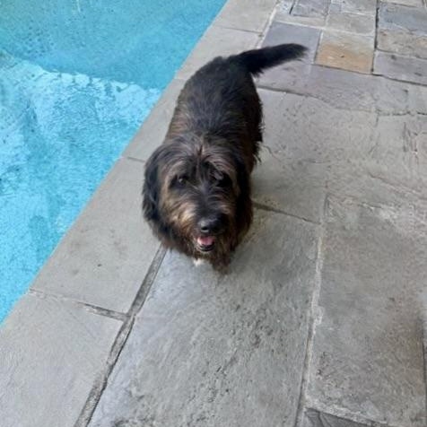 CHESTER, ADOPTABLE, Adult Male Scottish Terrier & Terrier.