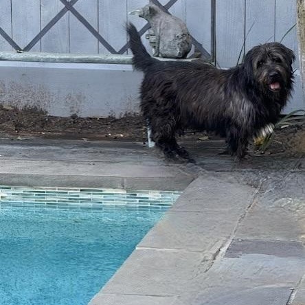 CHESTER, ADOPTABLE, Adult Male Scottish Terrier & Terrier.