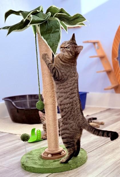 Fancy, a Adoptable Domestic Short Hair in Port Saint Joe, FL image 1/3