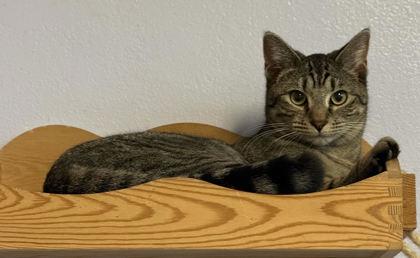 Enlarge Fancy, a Adoptable Domestic Short Hair in Port Saint Joe, FL image 2/2