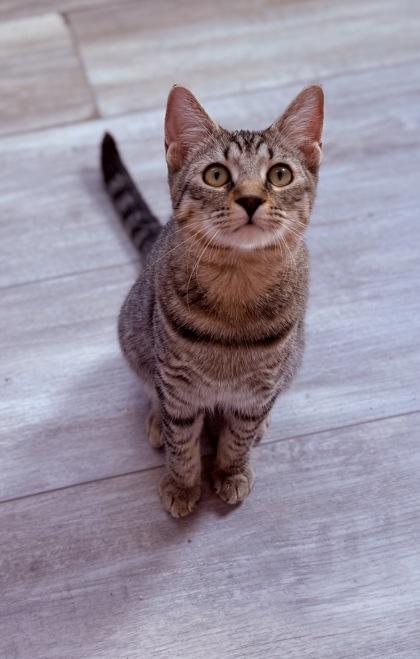 Fancy, a Adoptable Domestic Short Hair in Port Saint Joe, FL image 3/3