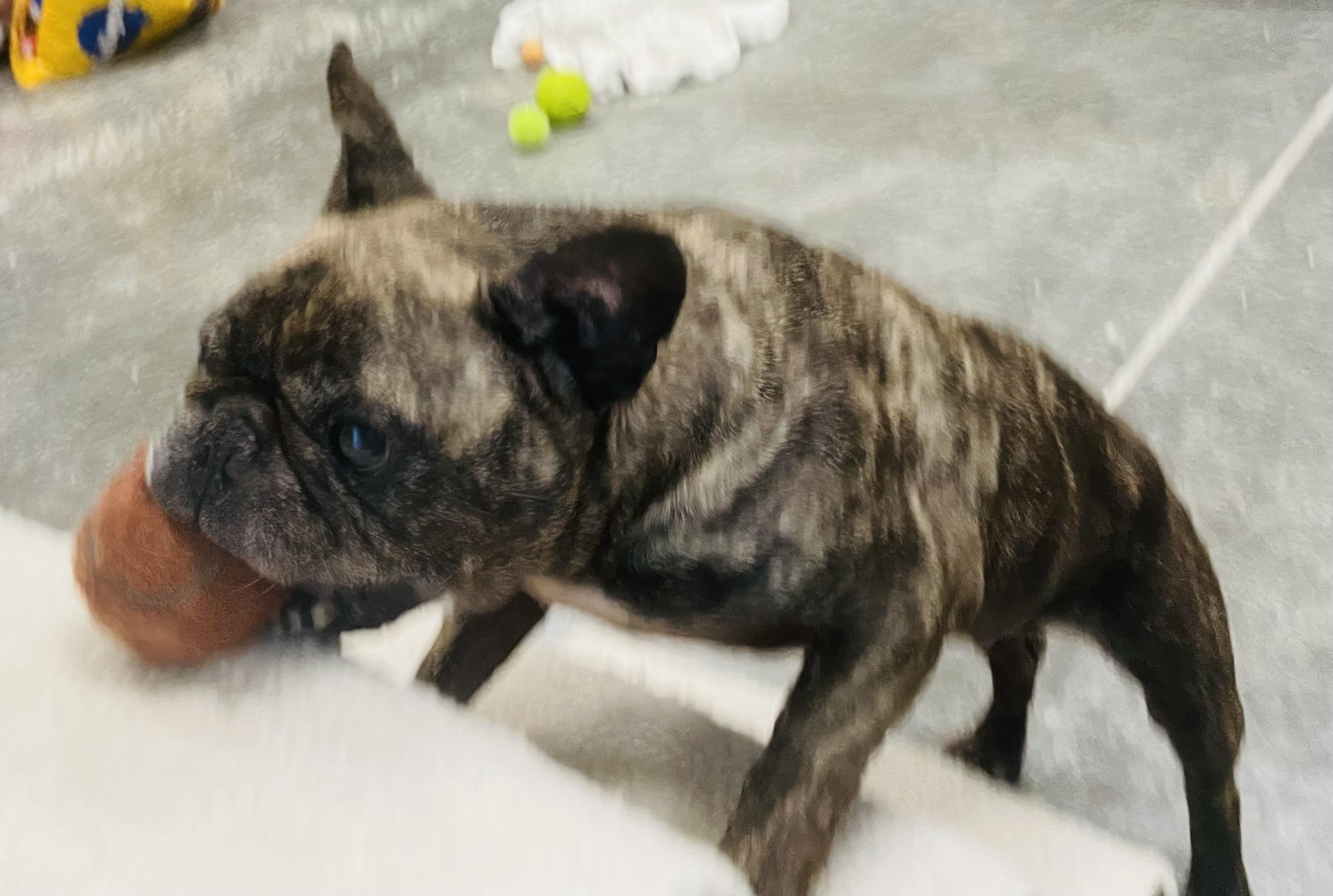 Bulbasaur, an adopted mixed breed in Seabrook, TX image 2/5