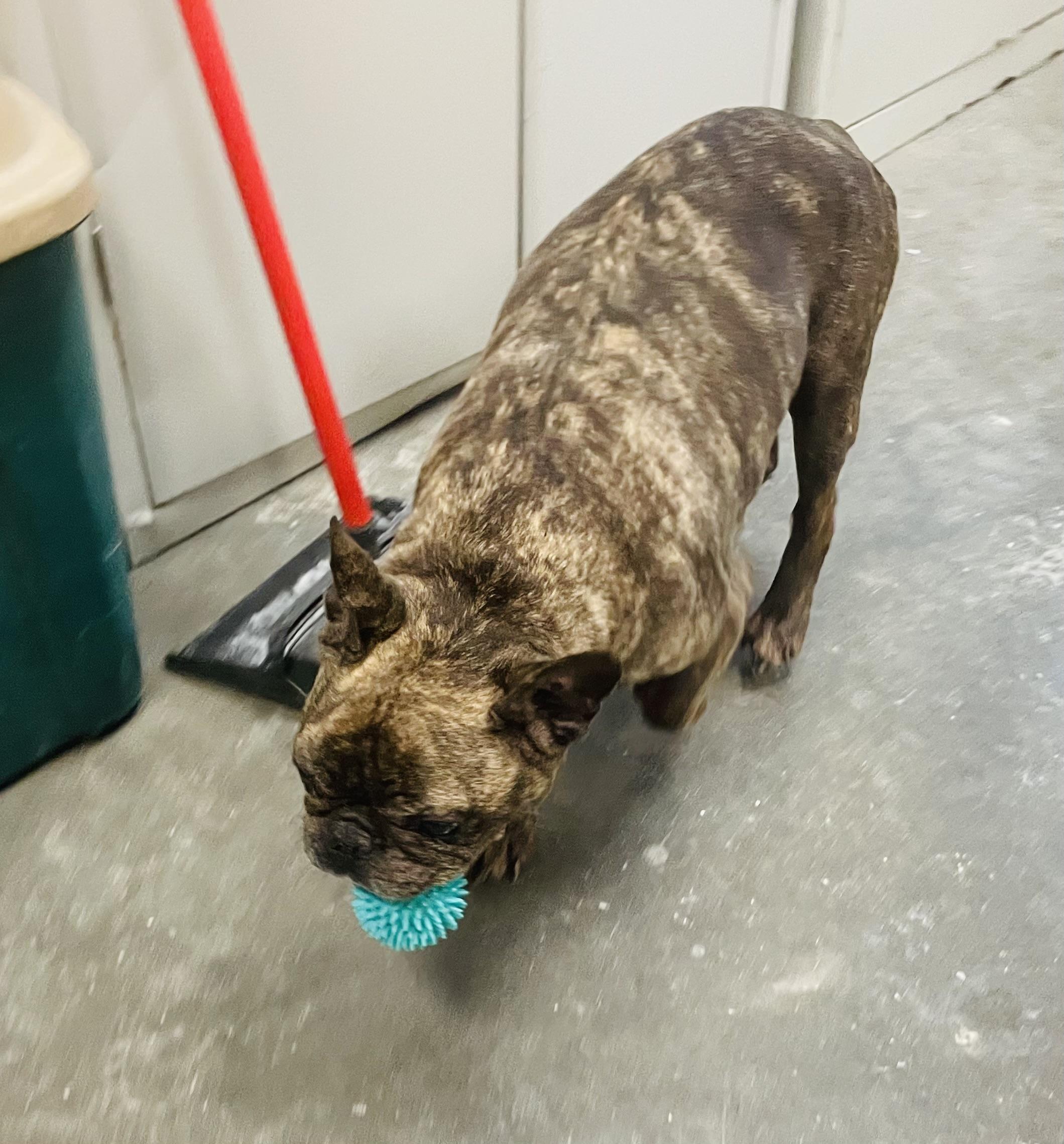 Bulbasaur, an adopted mixed breed in Seabrook, TX image 5/5