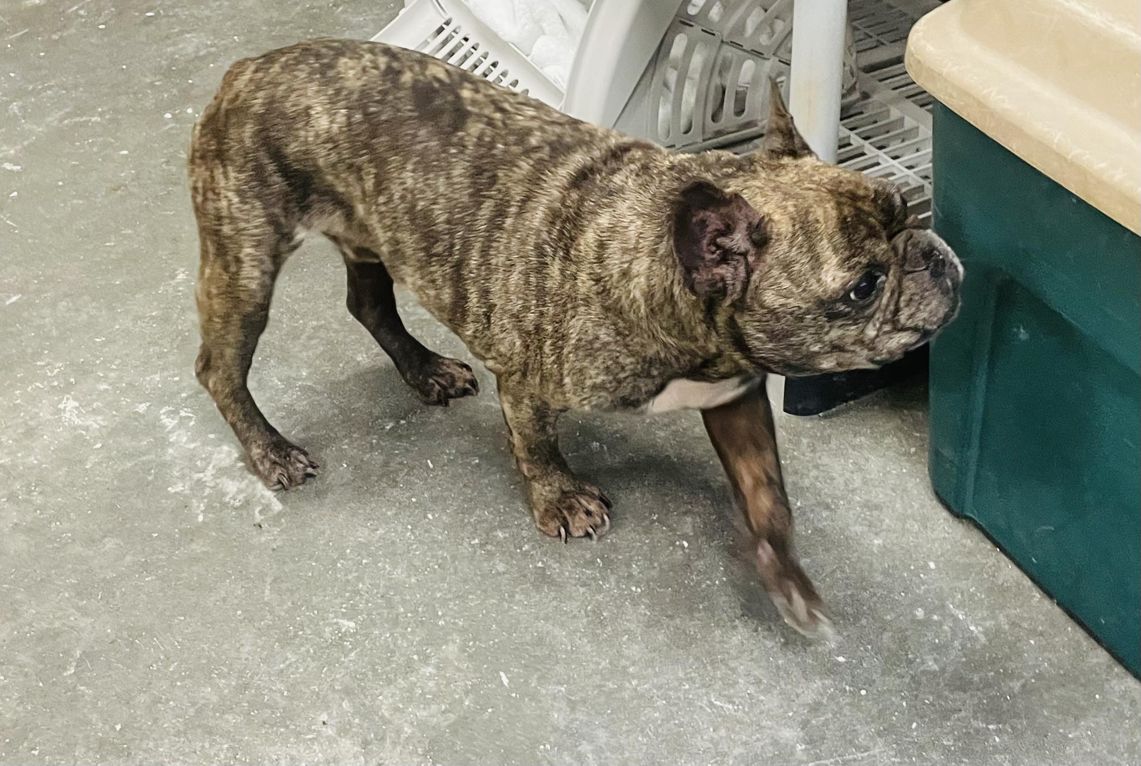 Bulbasaur, an adopted mixed breed in Seabrook, TX image 4/5