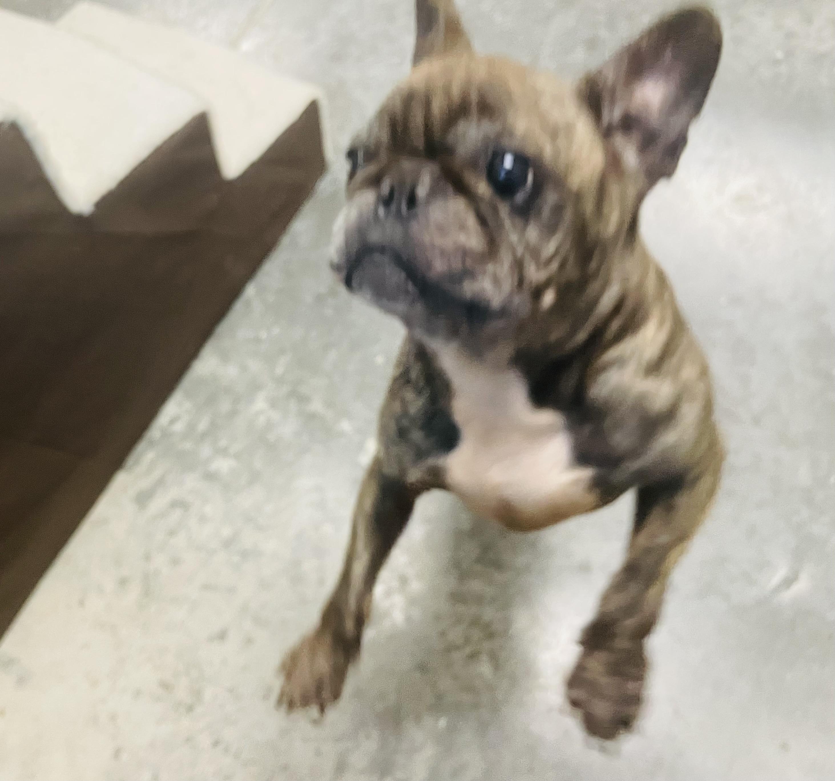 Bulbasaur, an adopted mixed breed in Seabrook, TX image 1/5