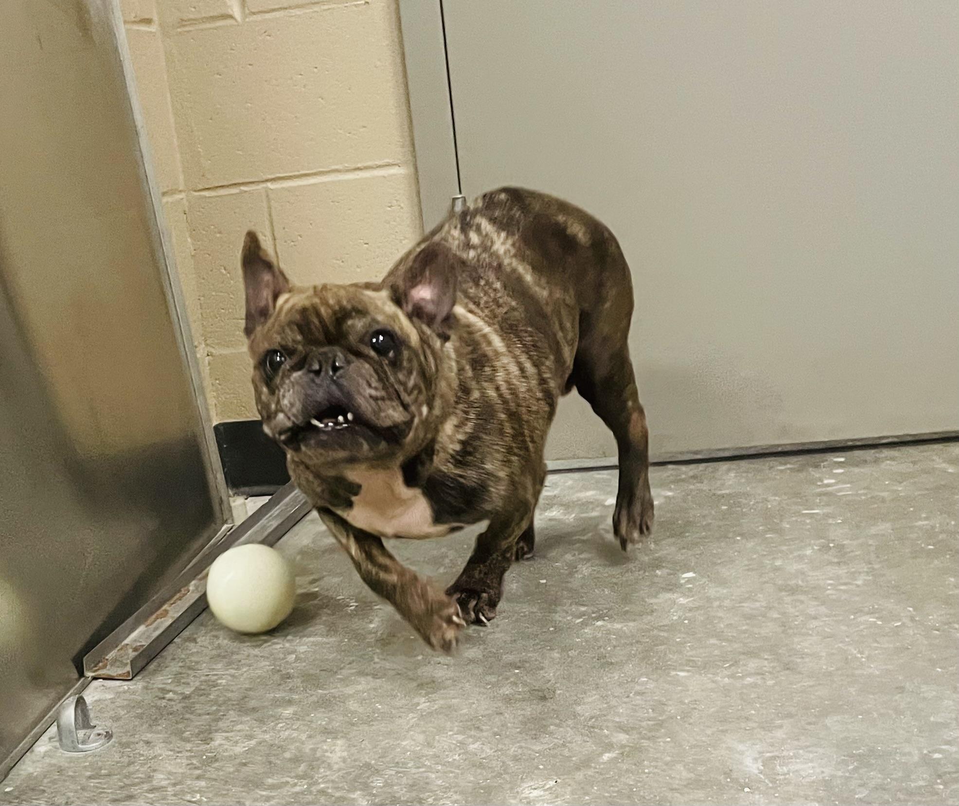 Bulbasaur, an adopted mixed breed in Seabrook, TX image 3/5