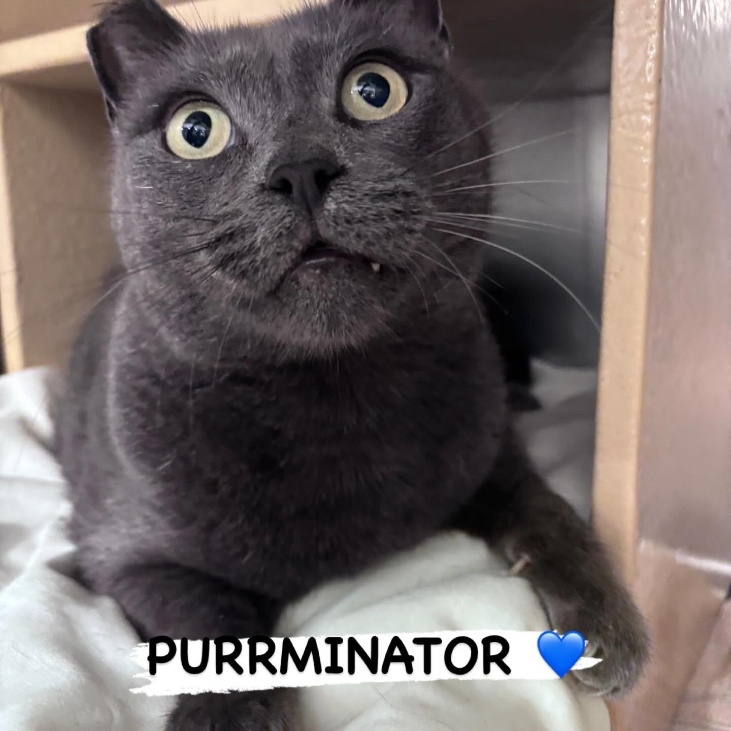 The Purrminator, Adoptable, Adult Male Russian Blue.