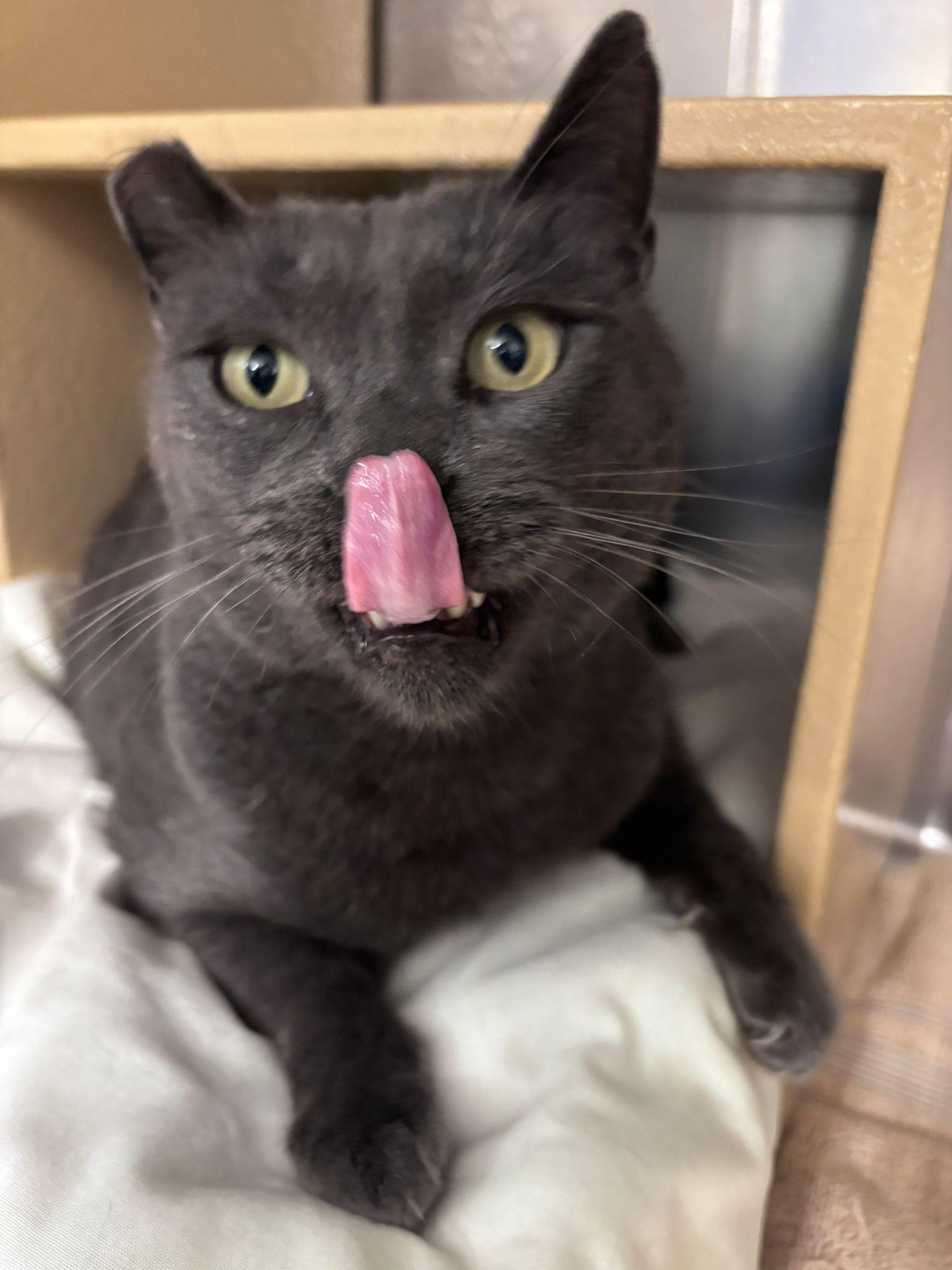 Enlarge The Purrminator, a Adoptable Russian Blue in San Juan Capistrano, CA image 2/3