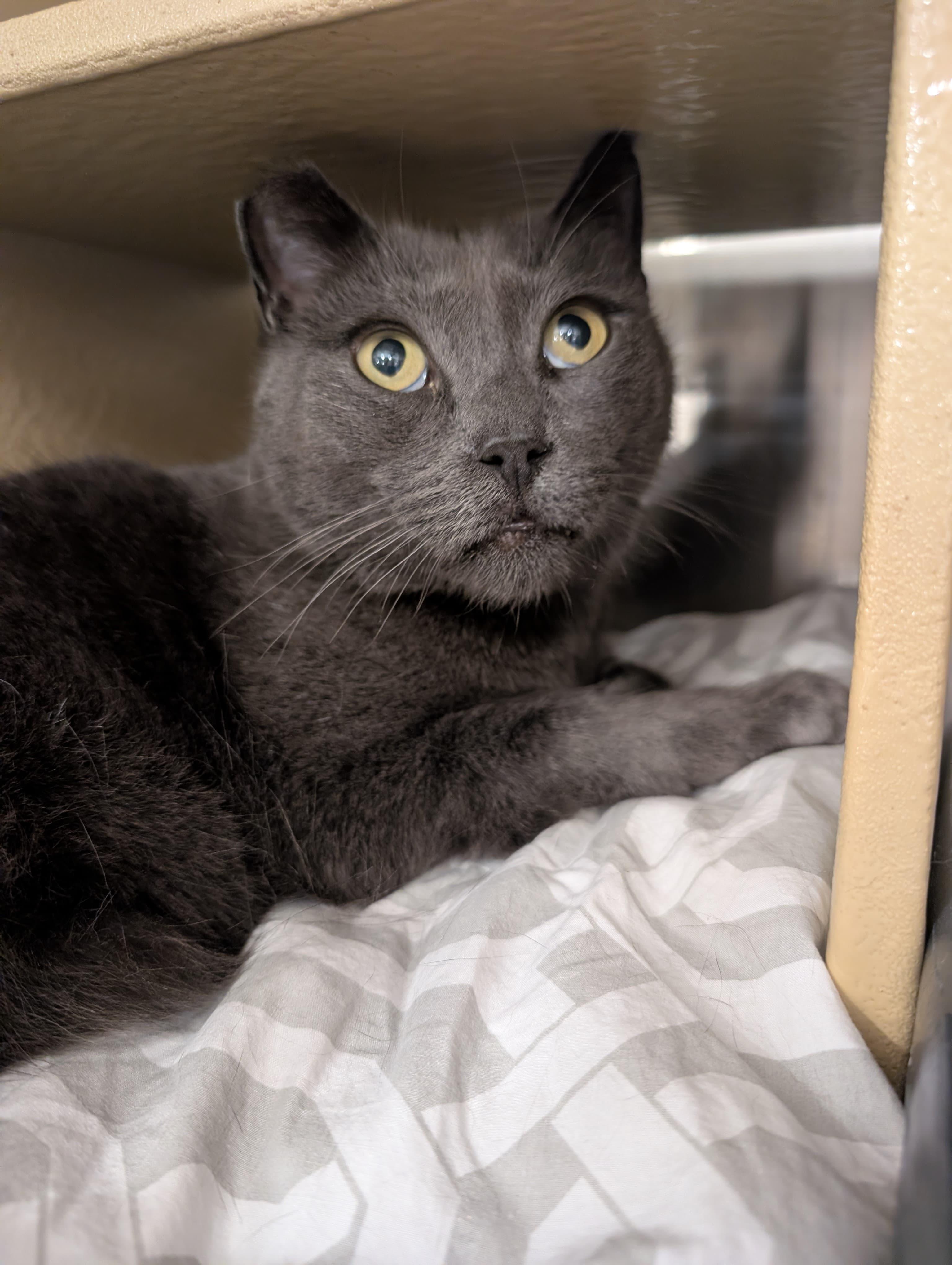 Enlarge The Purrminator, a Adoptable Russian Blue in San Juan Capistrano, CA image 3/3