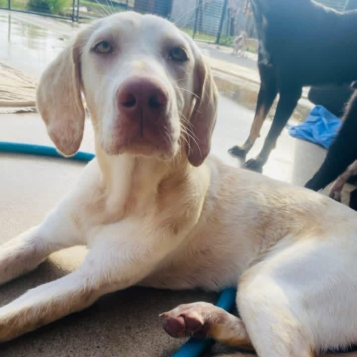 Tickled Pink PC, adopted, Puppy Female Labrador Retriever.