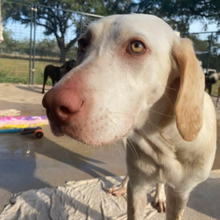 Tickled Pink PC, an adopted Labrador Retriever in Federal Way, WA image 4/5