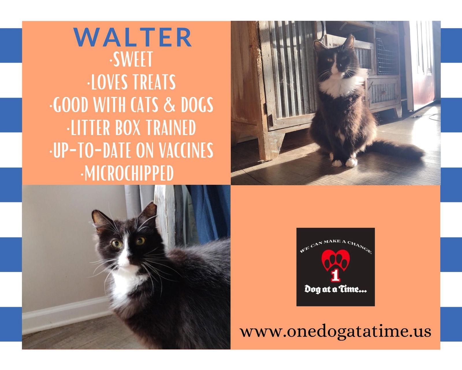 Enlarge Walter, a Adoptable Domestic Short Hair in Lewistown, PA image 1/1