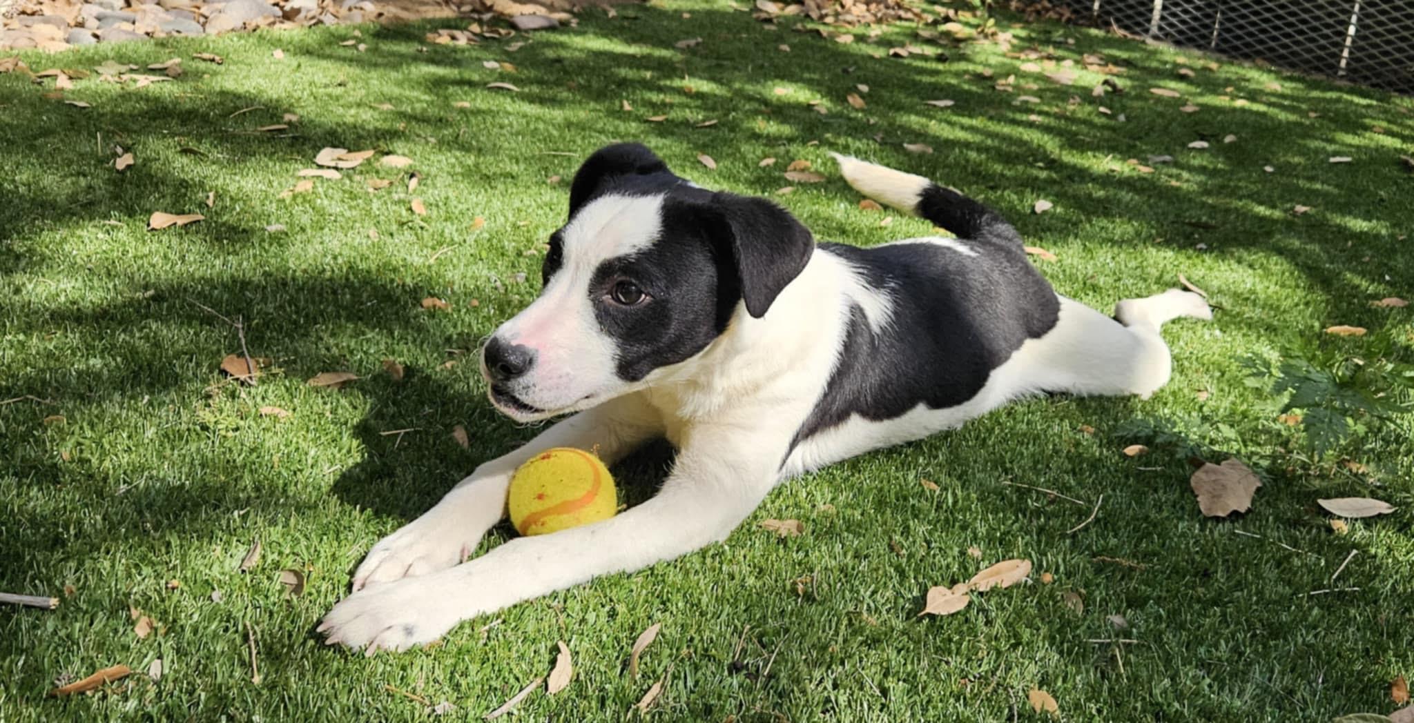 Enlarge Mr.Drake, a Adoptable mixed breed in Haslet, TX image 1/1