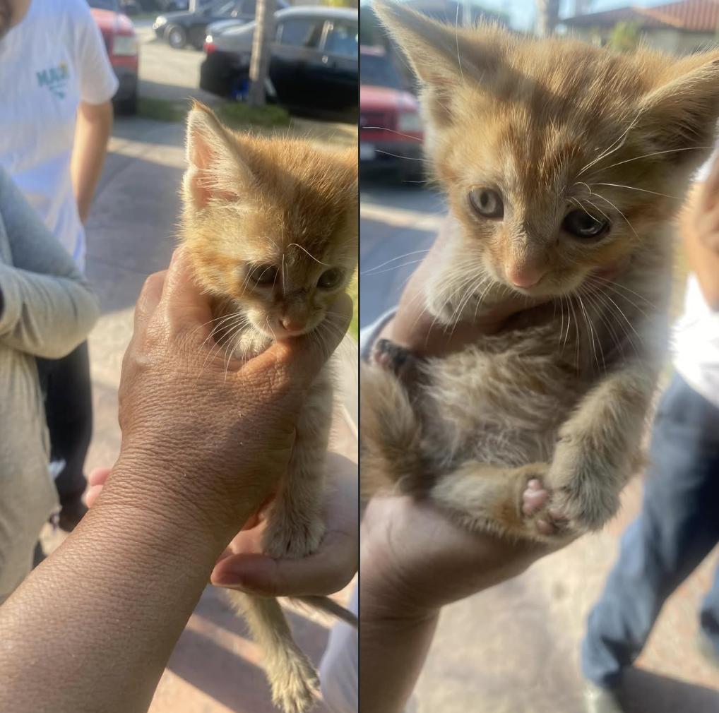 Arches (& Bryce), Adopted, Kitten Male Domestic Short Hair.