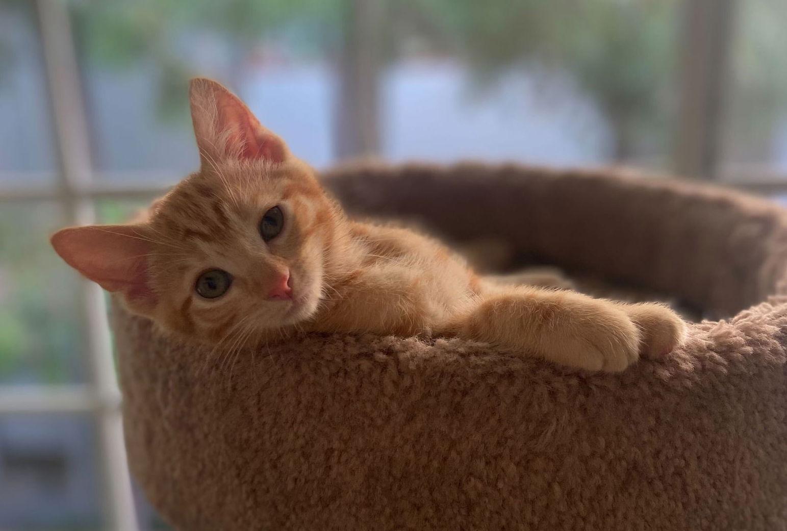 Enlarge Arches (& Bryce), a Adopted Domestic Short Hair in Los Angeles, CA image 2/3