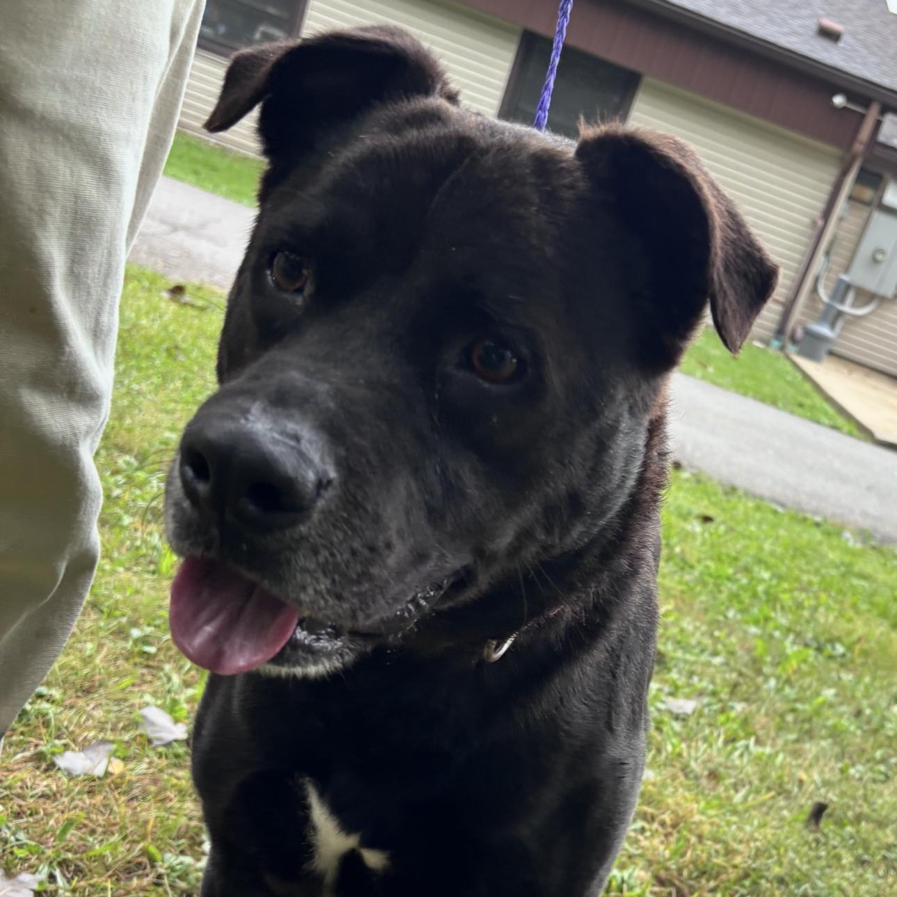 Bruno, Adoptable, Adult Male Black Labrador Retriever.