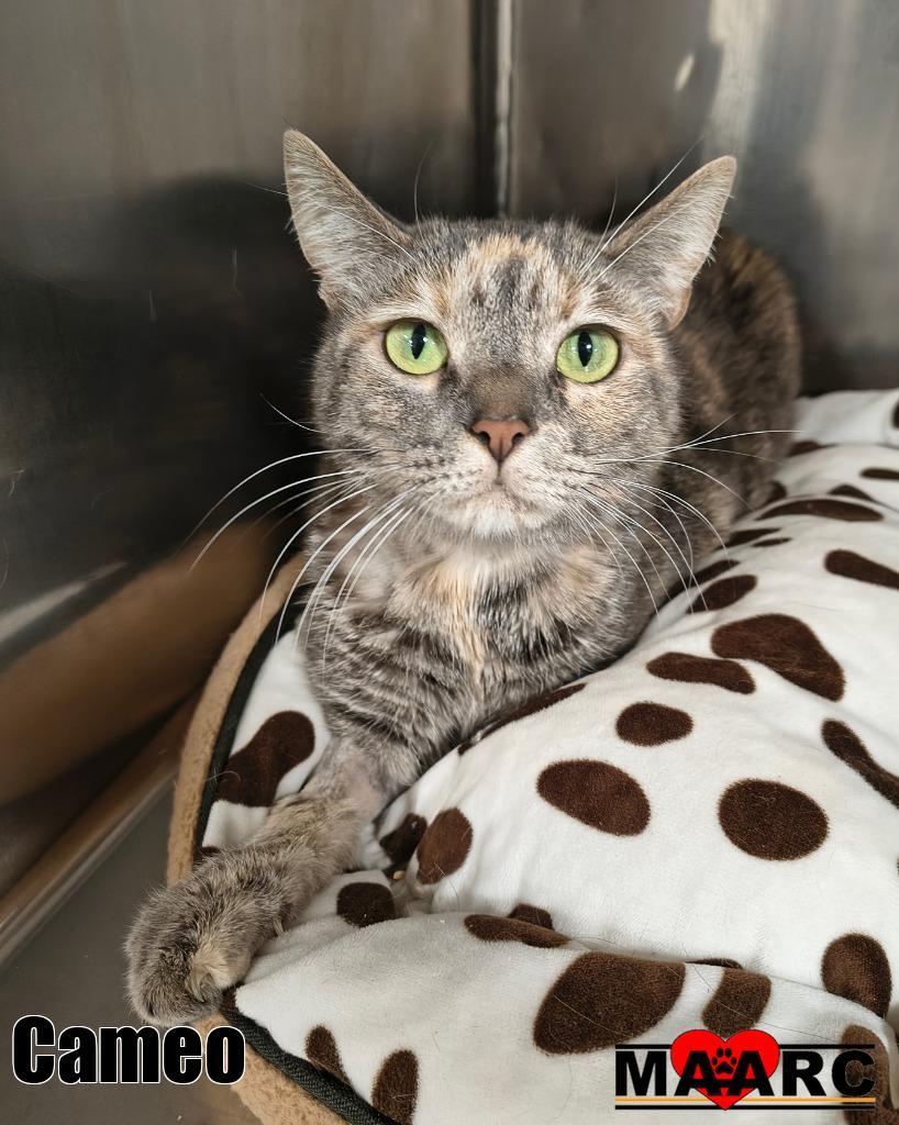 Cameo, Adoptable, Senior Female Domestic Short Hair.
