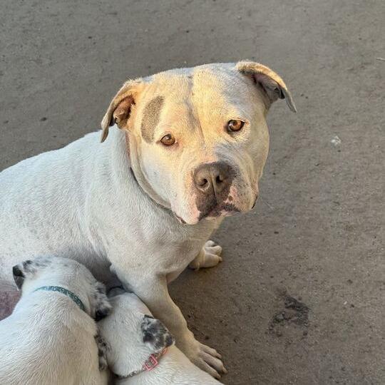 Enlarge Edamame, a Adoptable American Staffordshire Terrier in Turlock, CA image 1/6