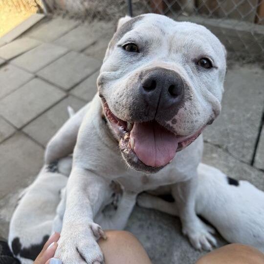 Enlarge Edamame, a Adoptable American Staffordshire Terrier in Turlock, CA image 2/6