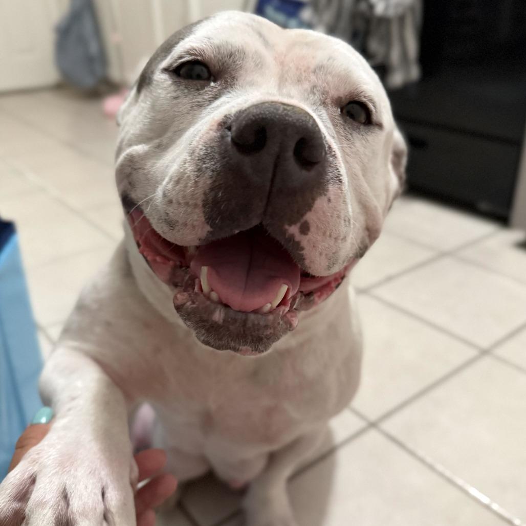 Enlarge Edamame, a Adoptable American Staffordshire Terrier in Turlock, CA image 3/6