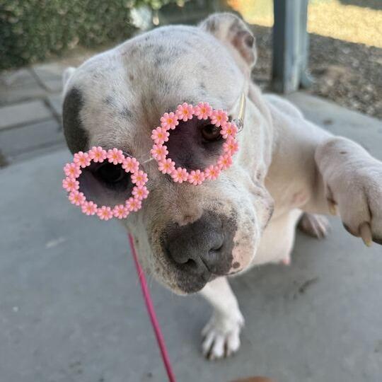 Enlarge Edamame, a Adoptable American Staffordshire Terrier in Turlock, CA image 4/6