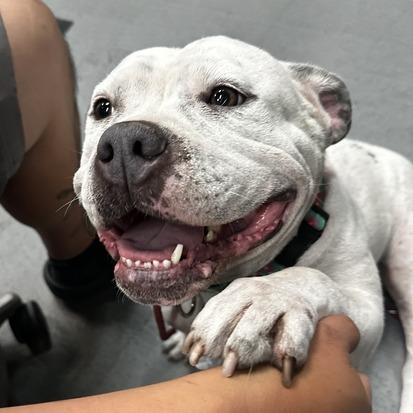 Enlarge Edamame, a Adoptable American Staffordshire Terrier in Turlock, CA image 5/6