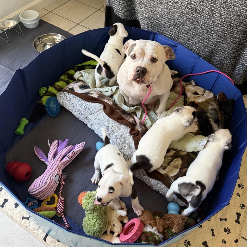 Enlarge Edamame, a Adoptable American Staffordshire Terrier in Turlock, CA image 6/6
