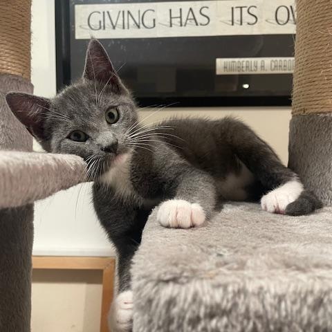 Jed, an adopted Domestic Short Hair in Beaufort, SC image 1/5