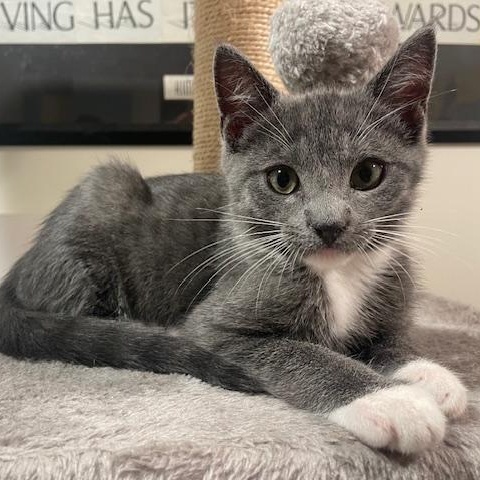 Jed, an adopted Domestic Short Hair in Beaufort, SC image 2/5