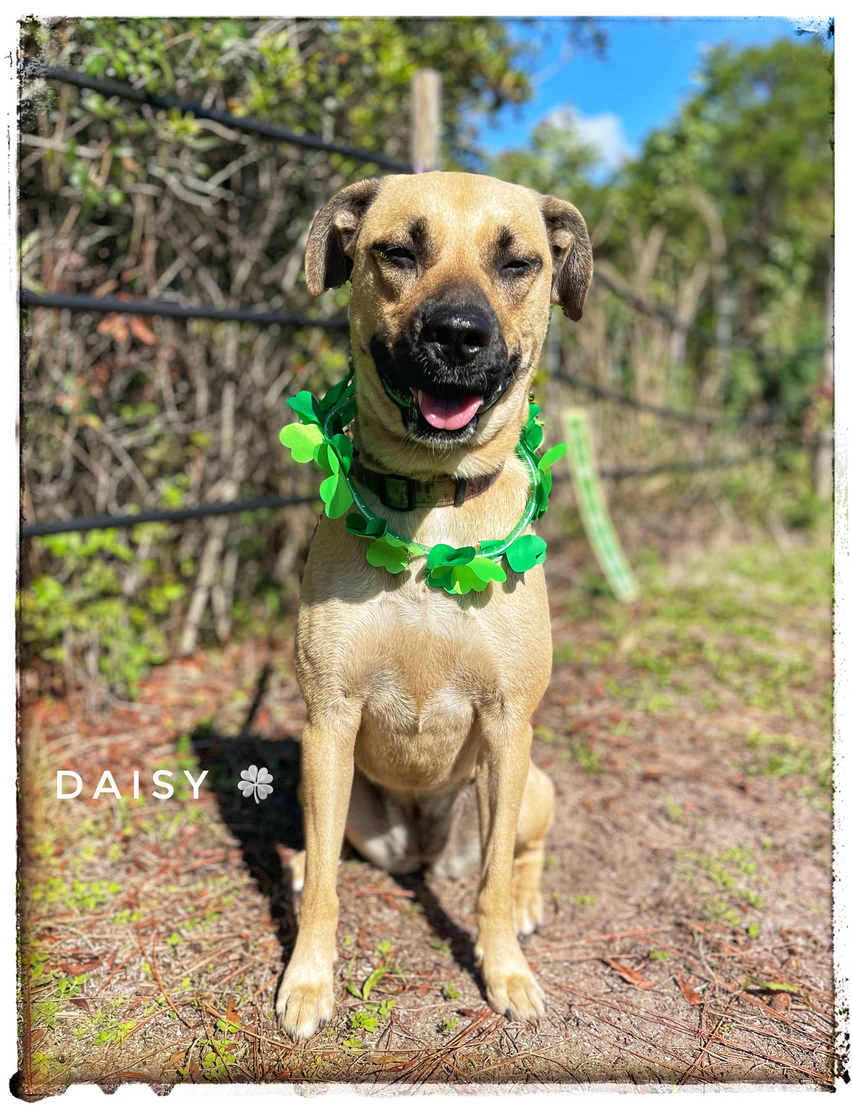 Daisy, ADOPTABLE, Adult Female Black Mouth Cur.