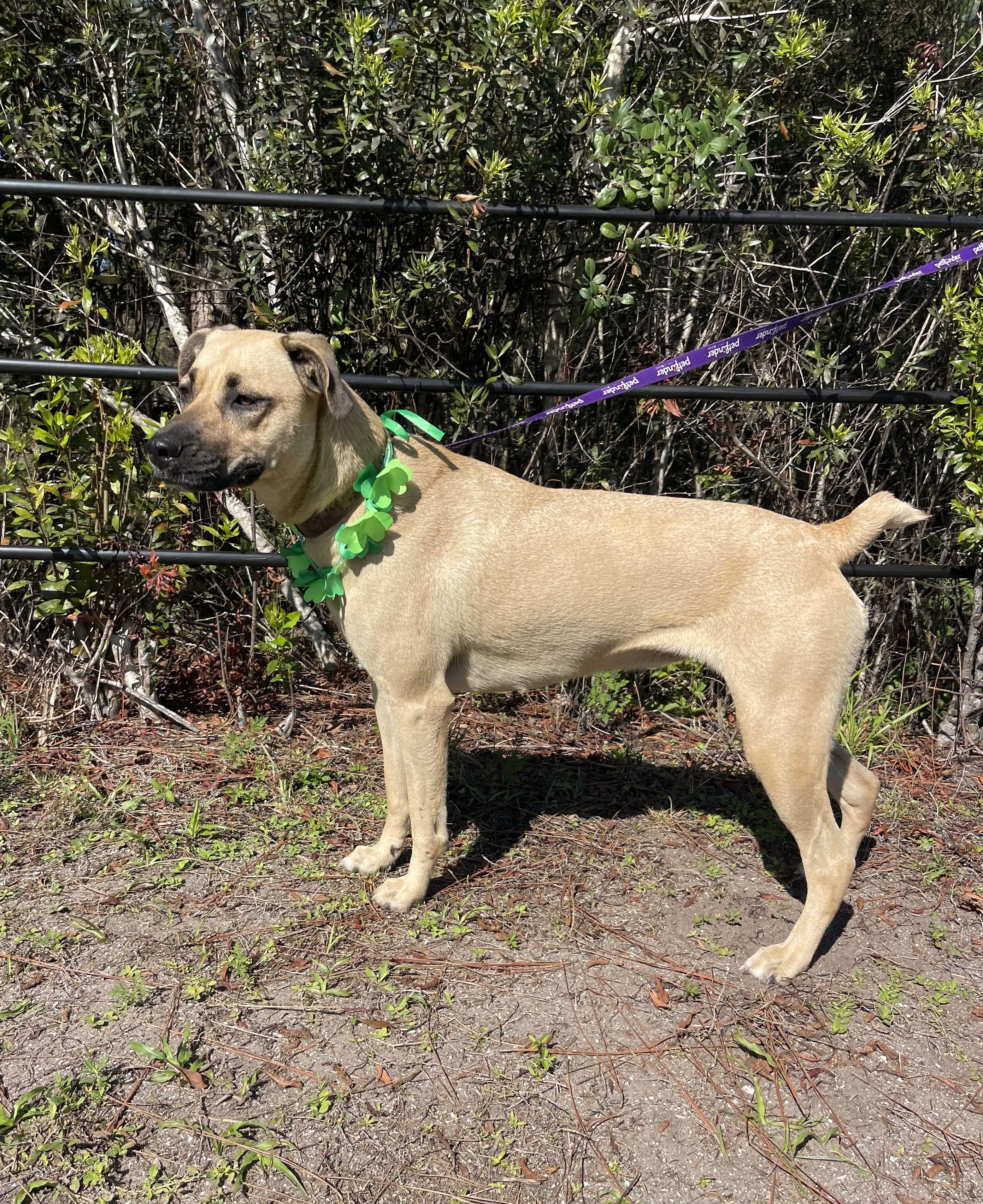 Enlarge Daisy, a ADOPTABLE mixed breed in Sebring, FL image 2/4