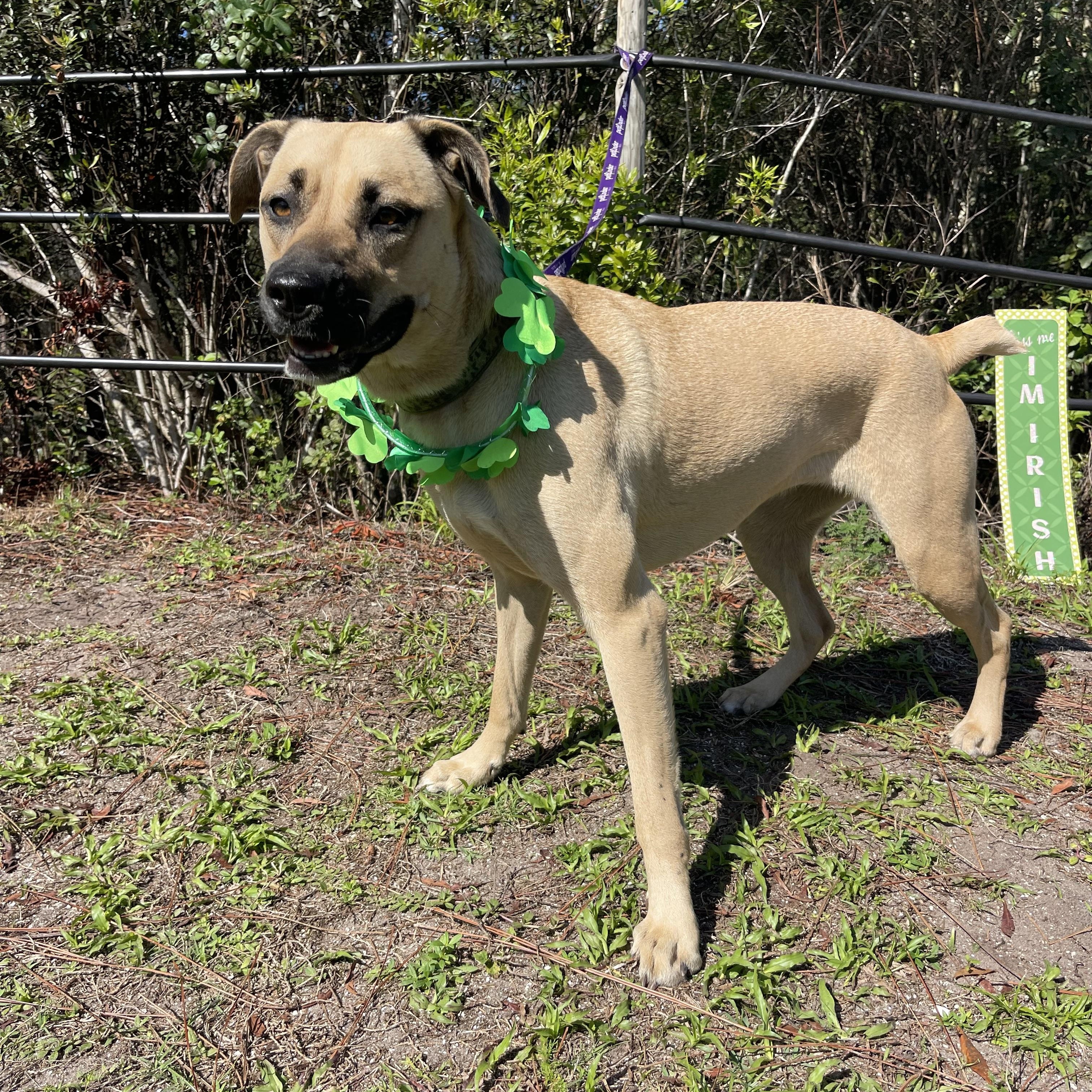 Enlarge Daisy, a ADOPTABLE mixed breed in Sebring, FL image 4/4