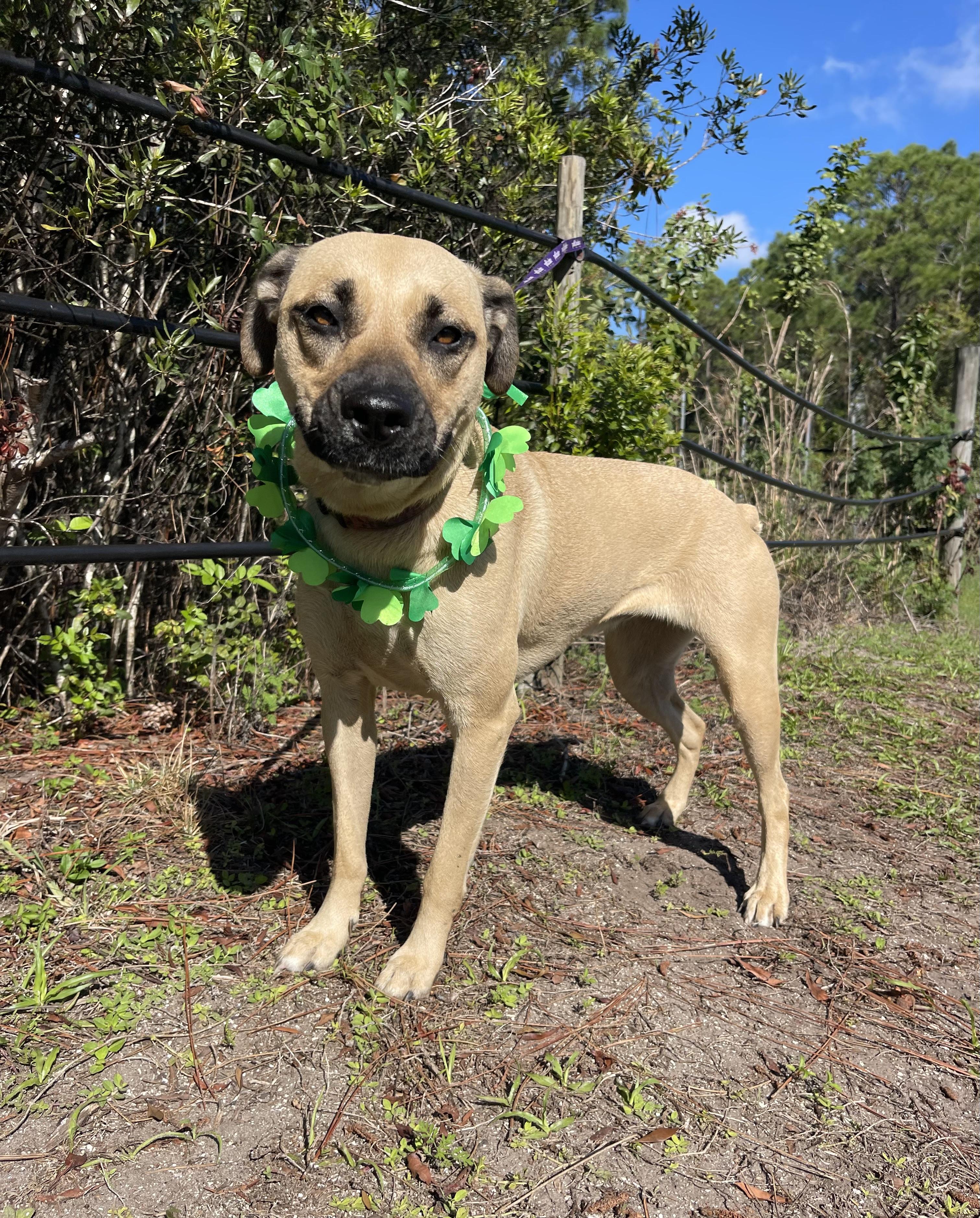 Enlarge Daisy, a ADOPTABLE mixed breed in Sebring, FL image 3/4