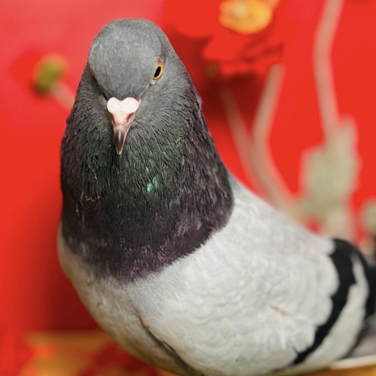 The Flash, an adopted Pigeon in Chicago, IL image 2/4