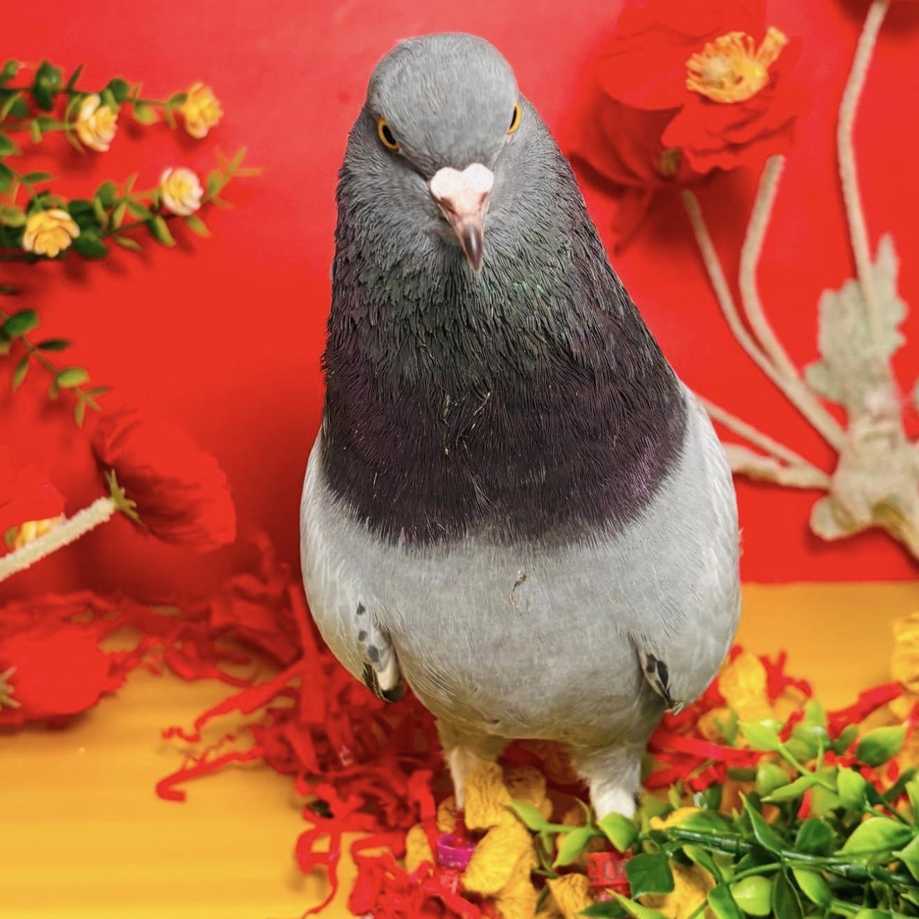 The Flash, an adopted Pigeon in Chicago, IL image 3/4