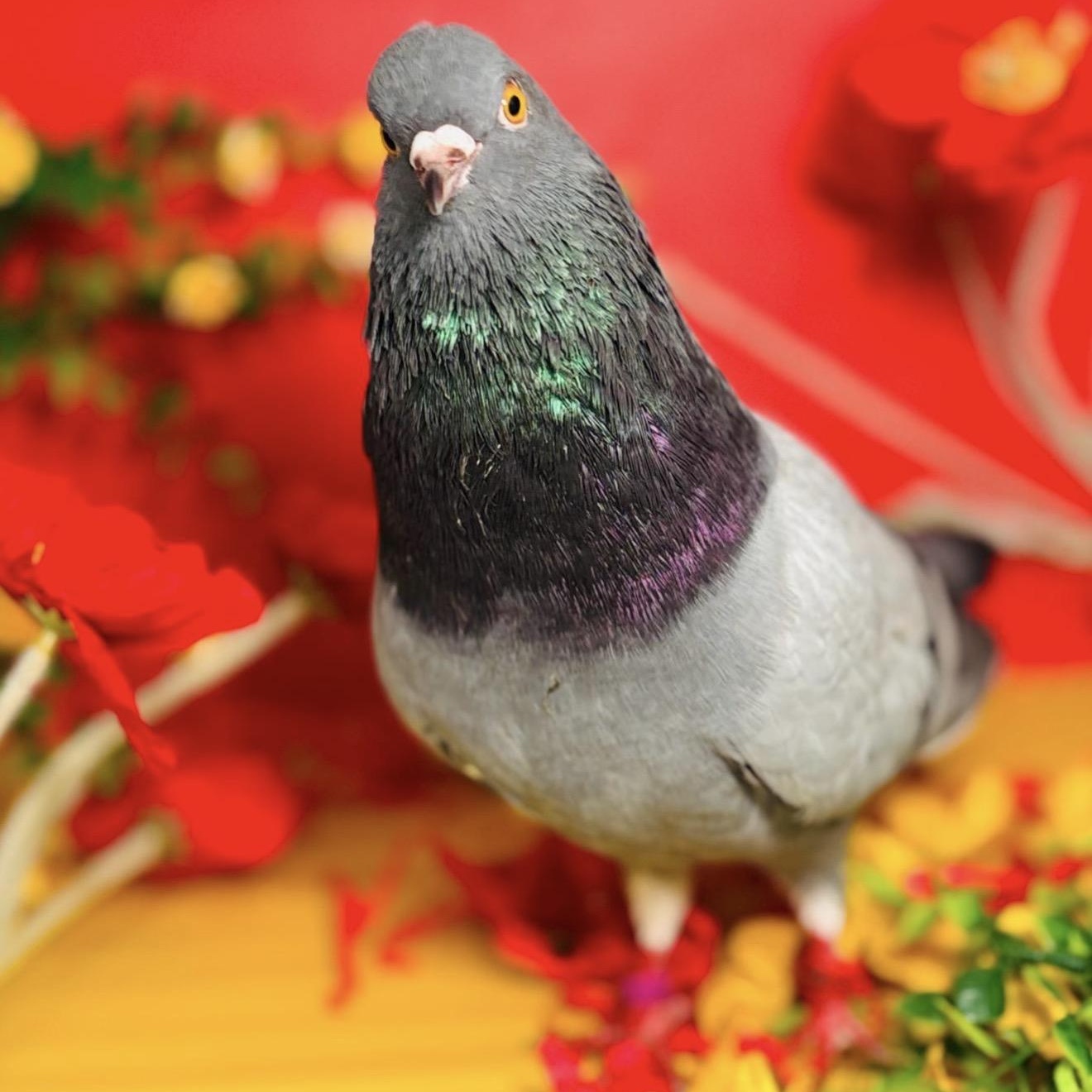 The Flash, adopted, Adult Male Pigeon.