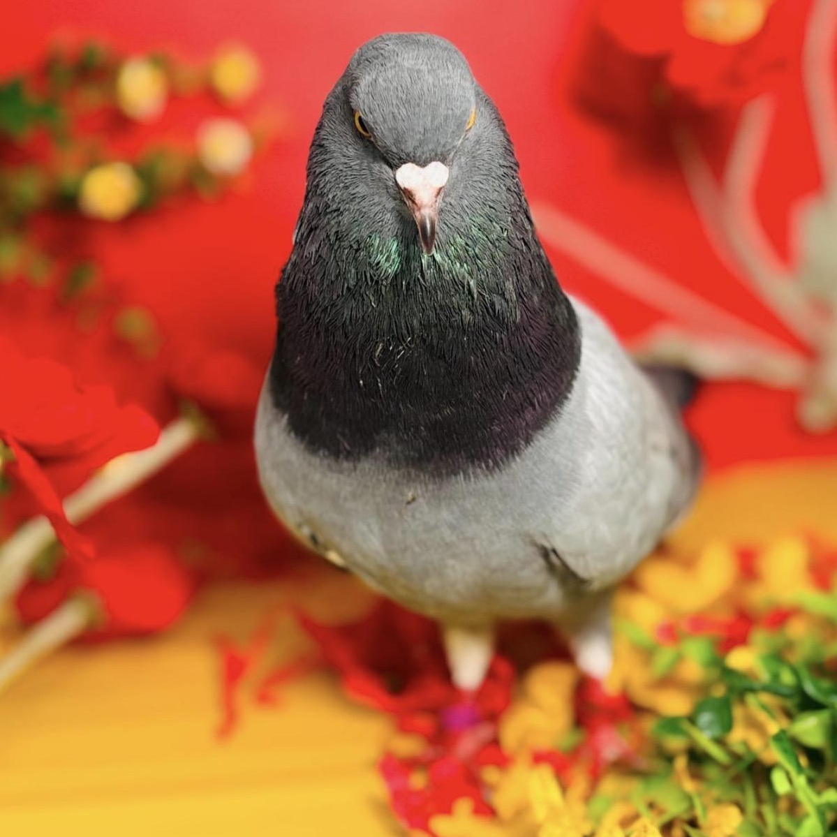 The Flash, an adopted Pigeon in Chicago, IL image 4/4