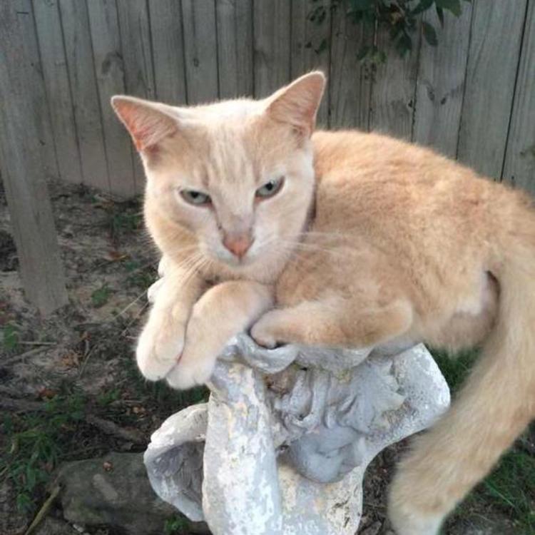 Enlarge Fred Weasley, a Adoptable Domestic Short Hair in ATOKA, TN image 1/1