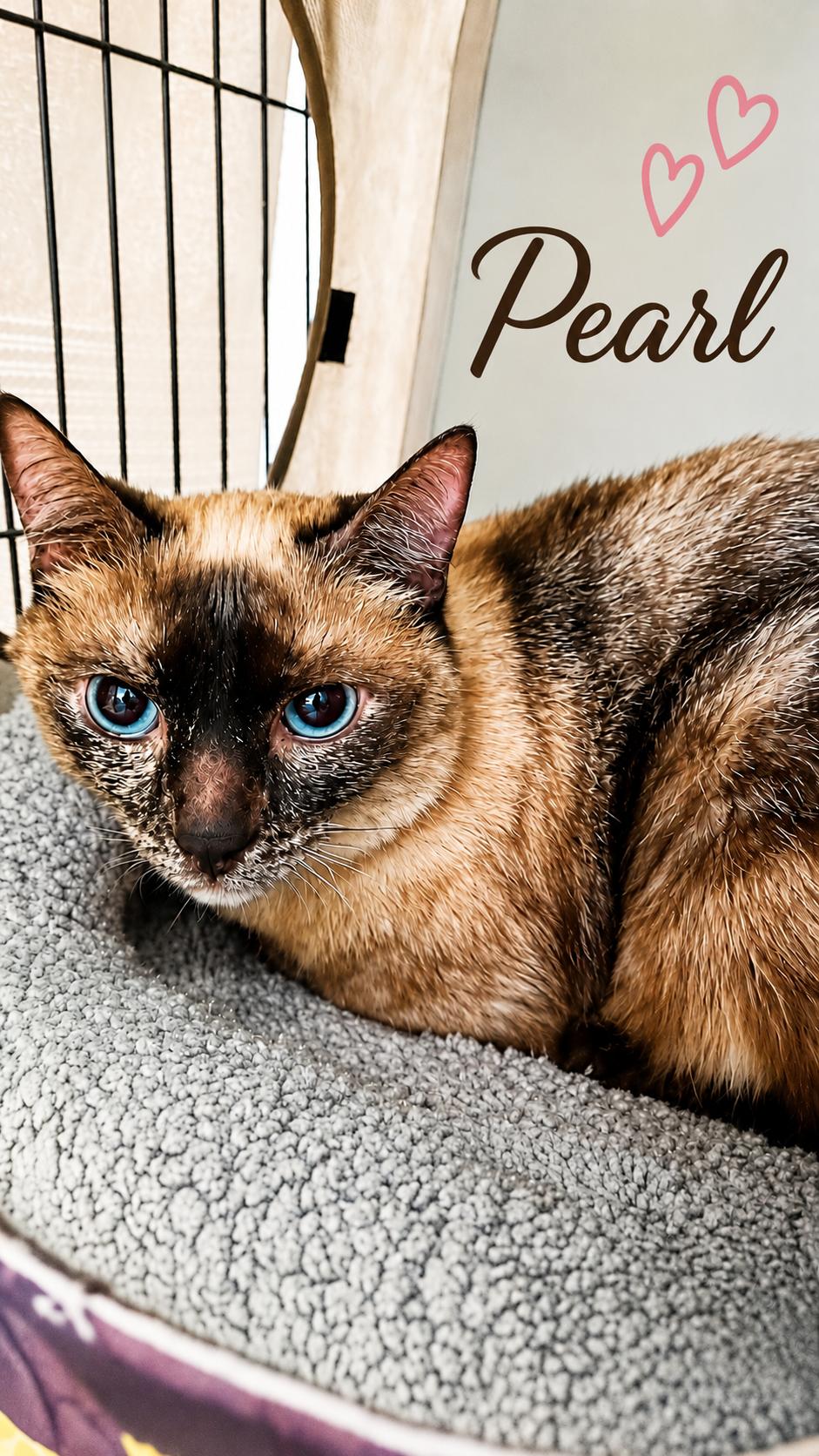 Pearl, ADOPTABLE, Young Female Siamese.