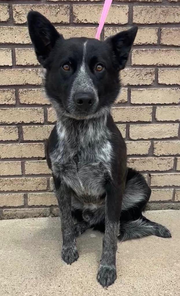 Colt, ADOPTABLE, Young Male Australian Cattle Dog / Blue Heeler.