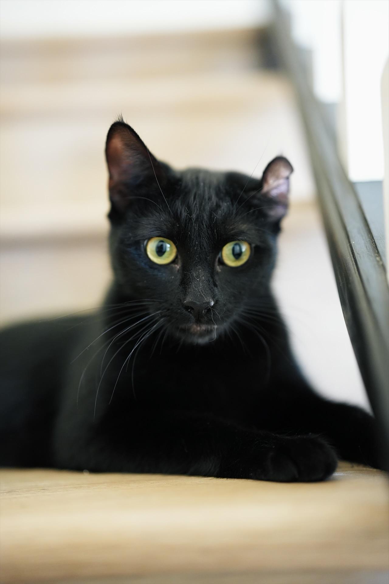 Starlight, ADOPTABLE, Young Female Domestic Short Hair.