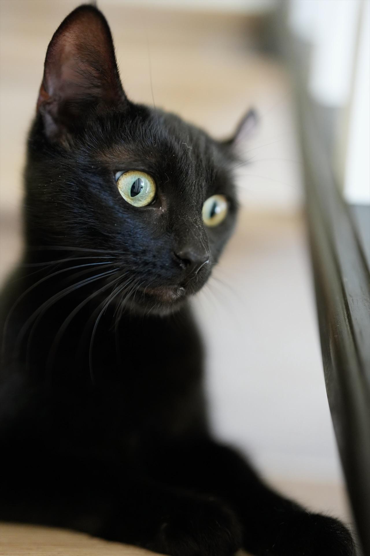 Enlarge Starlight, a ADOPTABLE Domestic Short Hair in North Hollywood, CA image 3/3