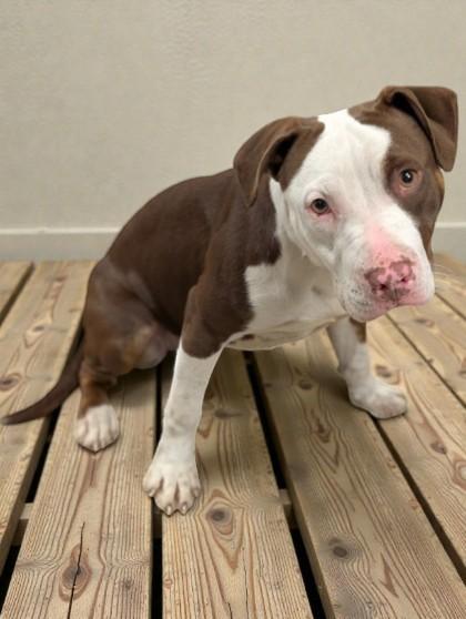 Enlarge Ditzy, an adopted mixed breed in Inverness, FL image 2/2