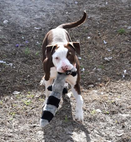 Enlarge Ditzy, an adopted mixed breed in Inverness, FL image 1/2