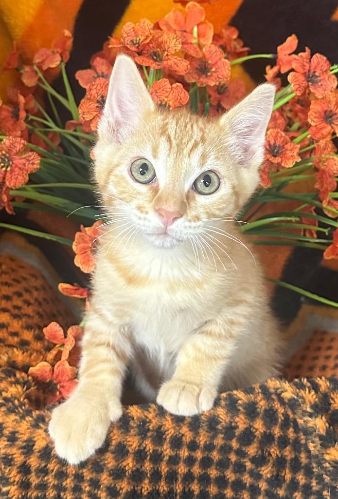 4/14/26 Bright, Adopted, Kitten Male Domestic Short Hair.