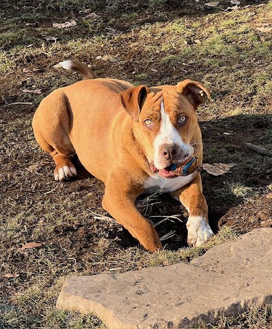 Toby, a Adoptable mixed breed in Alturas, CA image 1/3