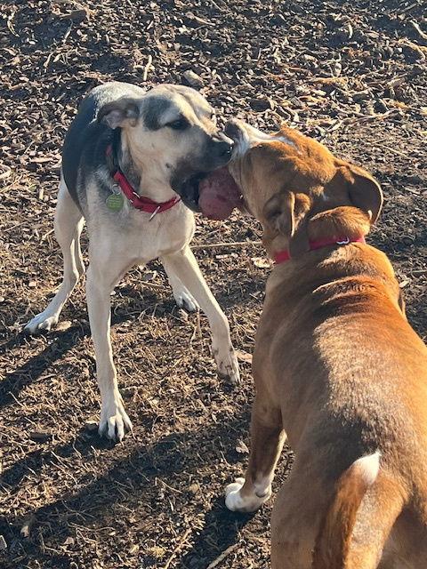 Toby, a Adoptable mixed breed in Alturas, CA image 2/3