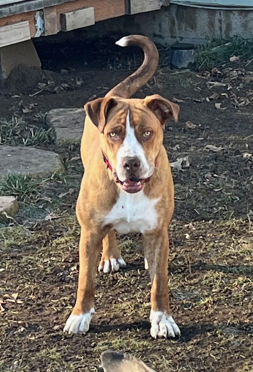 Toby, a Adoptable mixed breed in Alturas, CA image 3/3